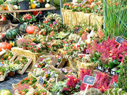 Hildesheimer Bauernmarkt, 27.09.20