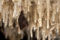 Sonderausstellung „Fledermäuse – Geheimnisvolle Jäger der Nacht“