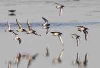 Zugvogeltage im Nationalpark Niedersächsisches Wattenmeer